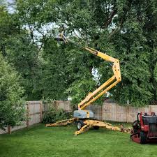 Best Tree Preservation Services  in Viera East, FL